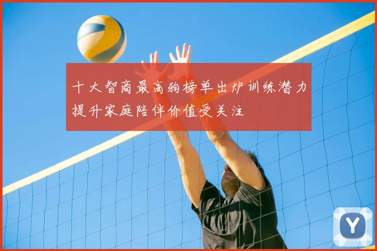 十大智商最高狗榜单出炉训练潜力提升家庭陪伴价值受关注
